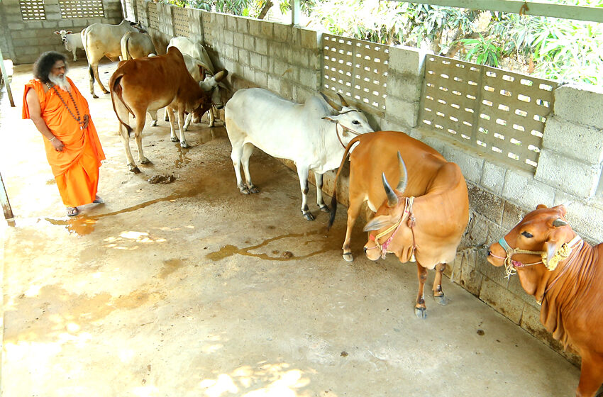  Virus Cure for cow/தற்போது பசுக்களுக்கு ஏற்படும் கால்வீக்கம் சரியாக