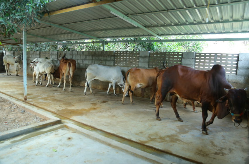  SANJEVI RAJA SWAMIGAL explaining about HOLY COW(கோமாதா)